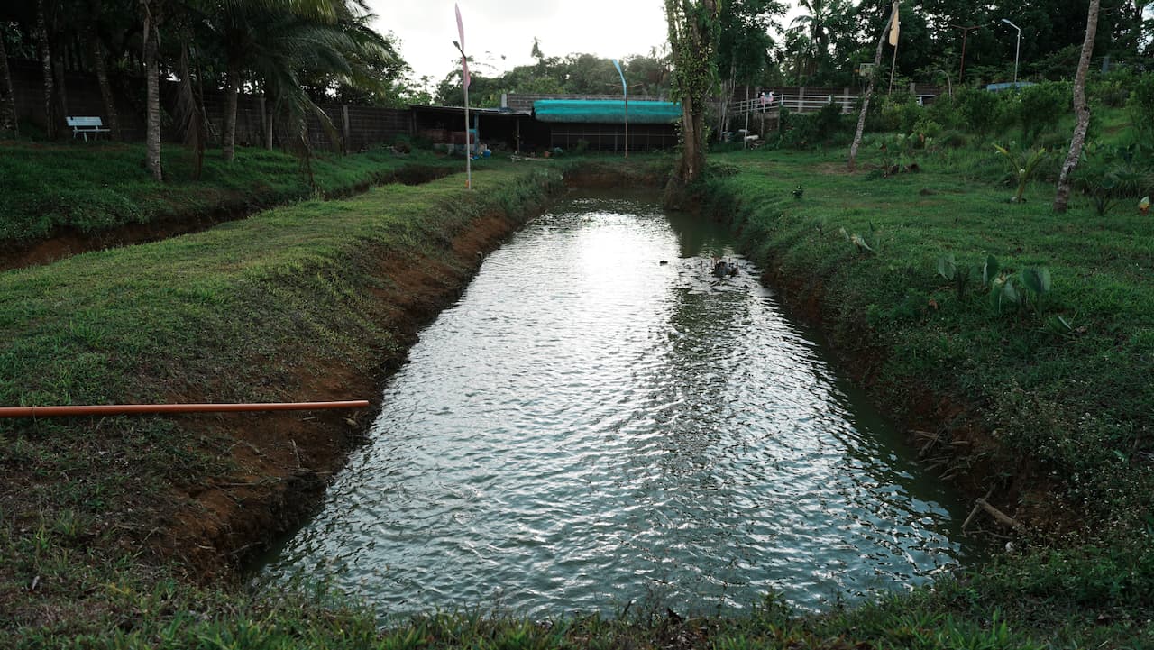 Fish Pond